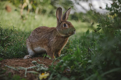 Contoh Teks Laporan Hasil Observasi tentang kelinci